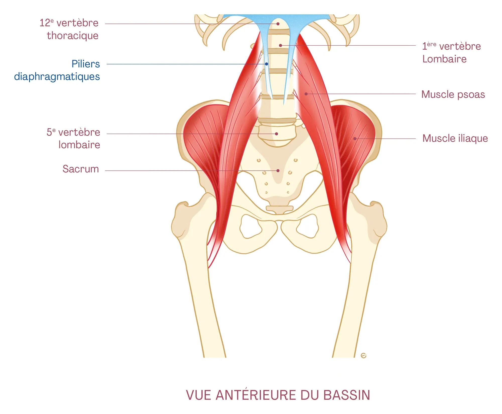 Planche anatomique : vue antérieure du bassin, les muscles psoas et iliaques en rouge et les piliers du diaphragme en bleu