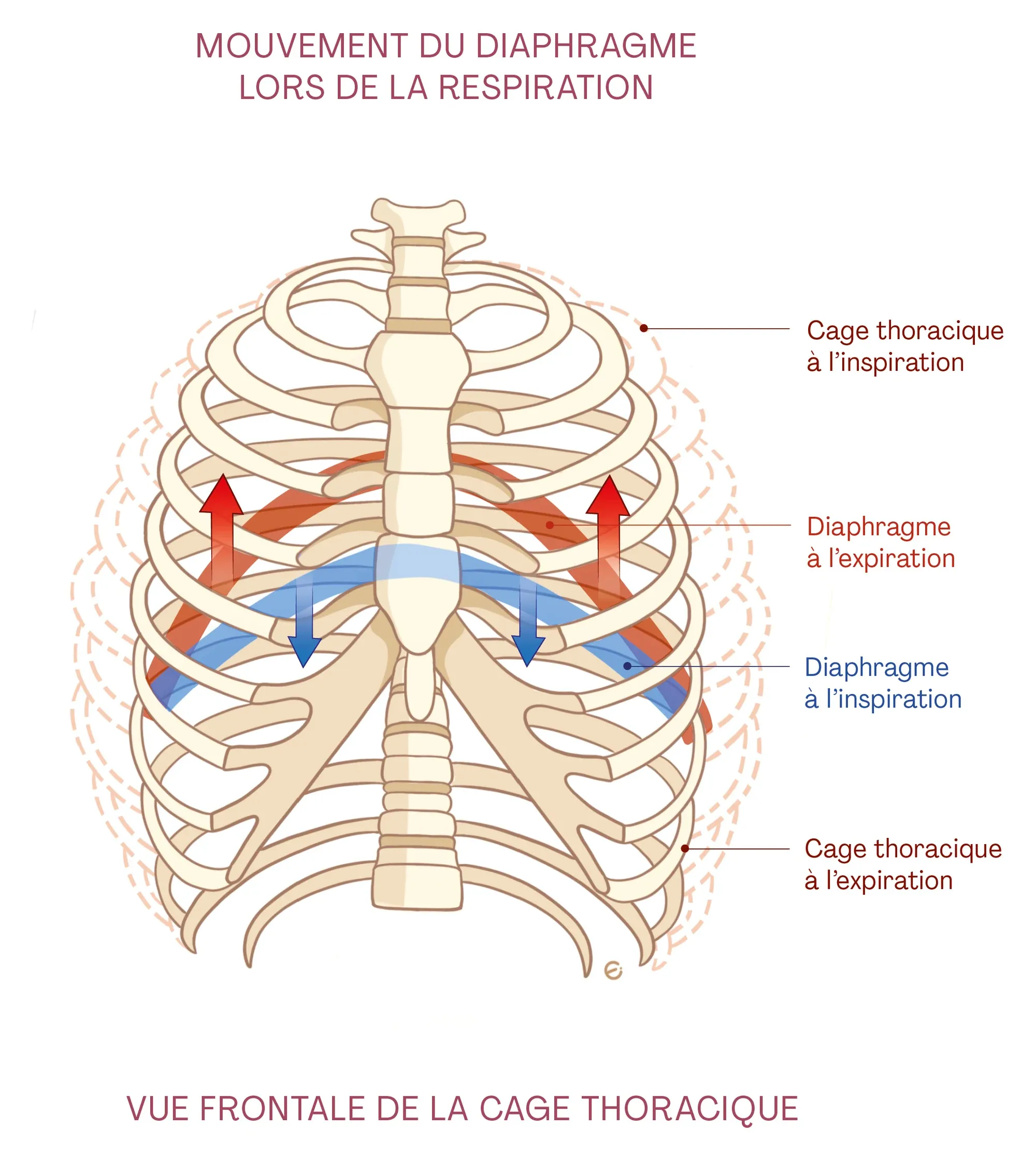 Planche anatomique : la cage thoracique de face, le diaphragme en bleu, en position d’inspiration et d’expiration