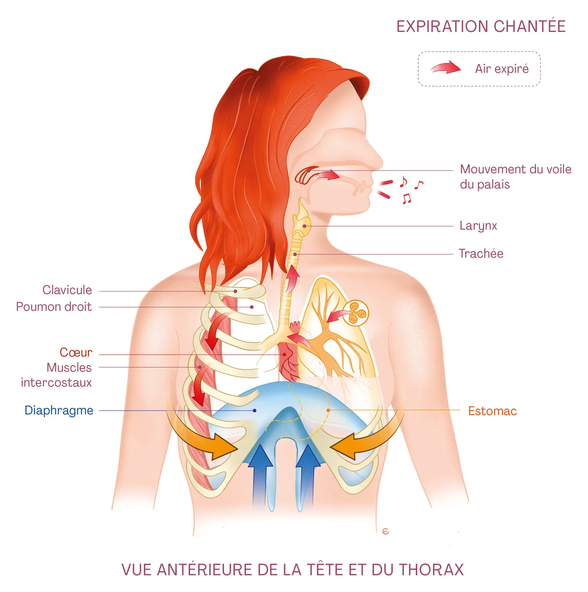 Planche anatomique : une chanteuse vue de face pendant l’expiration chantée, le diaphragme remonte