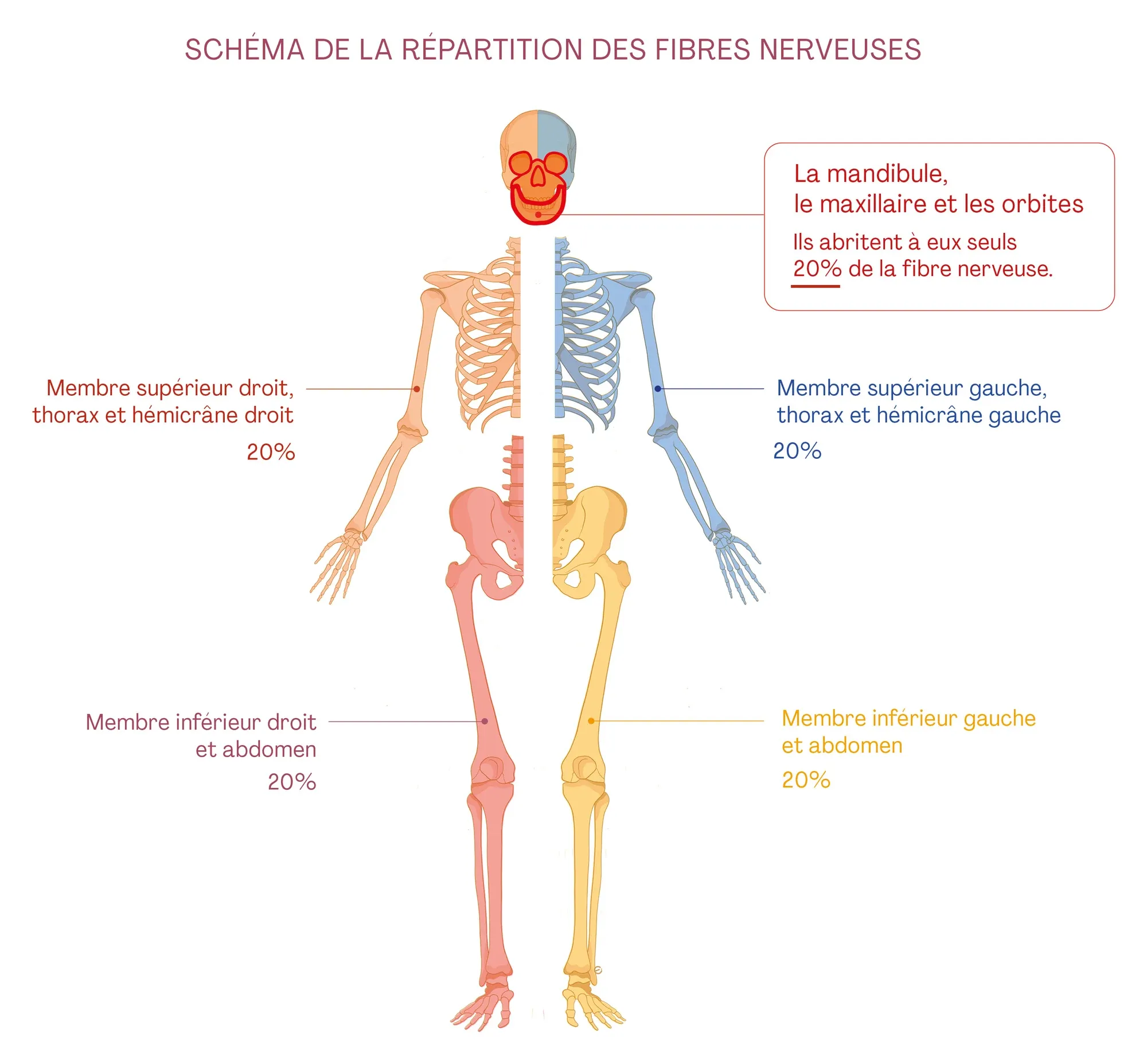 Planche anatomique : un squelette de face divisé en zones de couleur, avec la part des fibres nerveuses de chaque région ; la mandibule, les maxillaires et les orbites en abritent 20 %