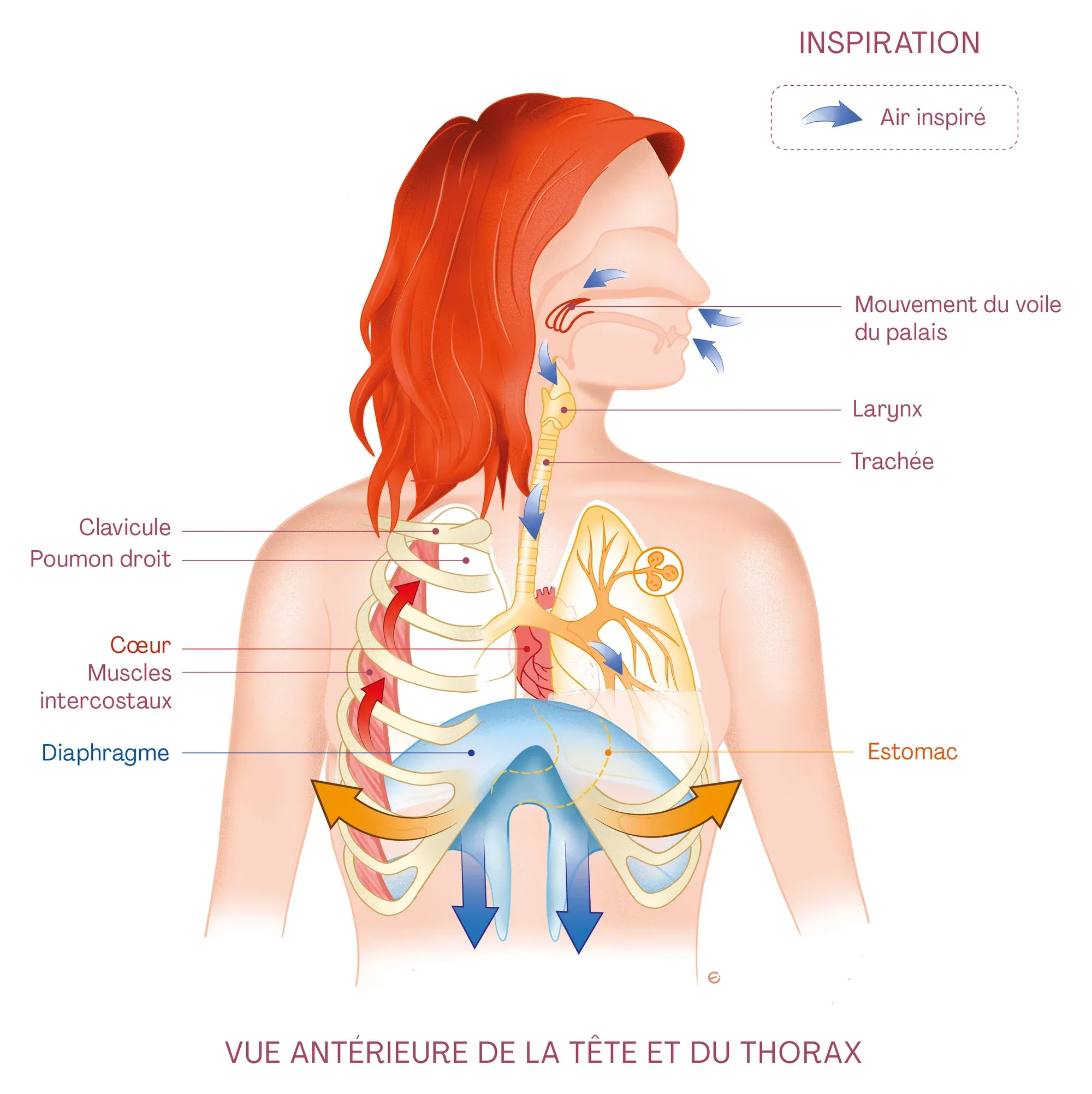 Planche anatomique : une chanteuse vue de face à l’inspiration, l’air entre par le nez jusqu’aux poumons