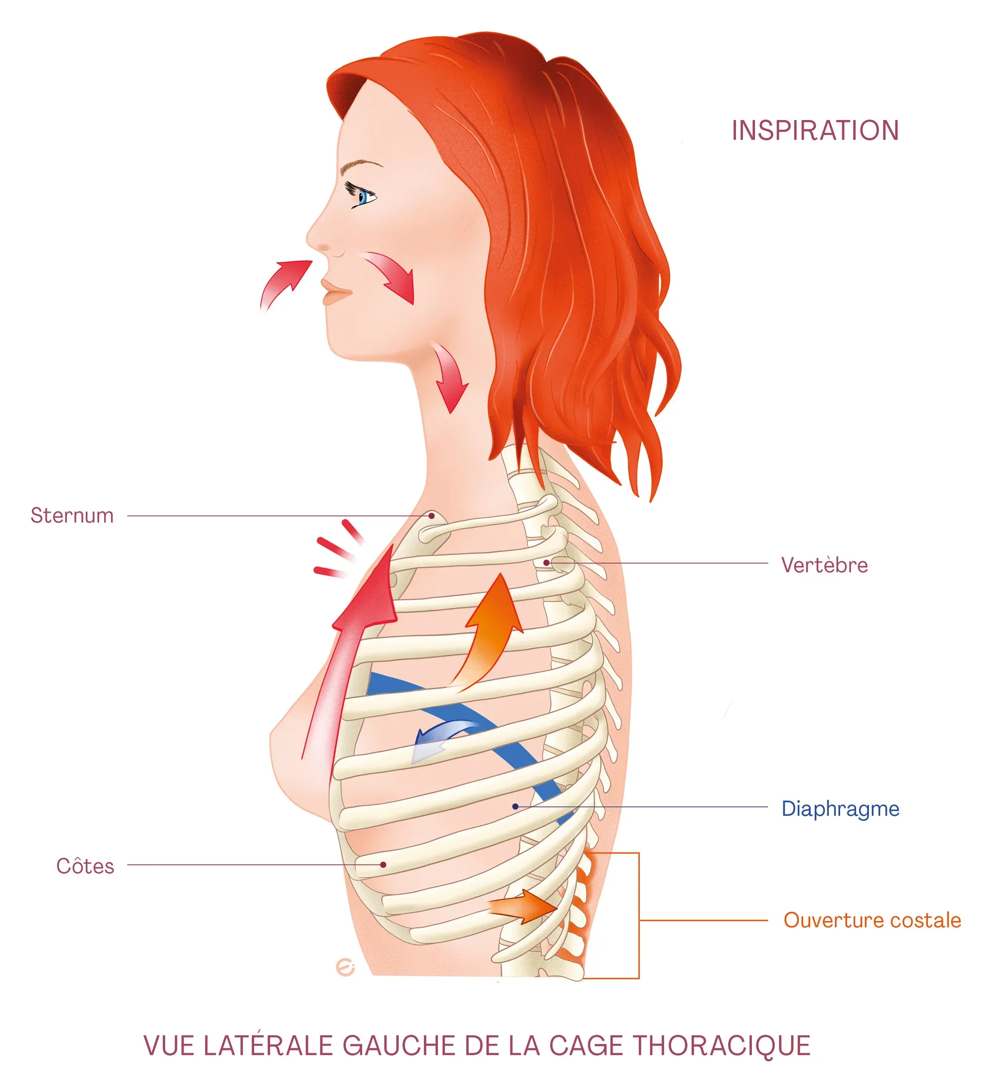 Planche anatomique : une chanteuse de profil à l’inspiration, les côtes s’ouvrent et le diaphragme descend