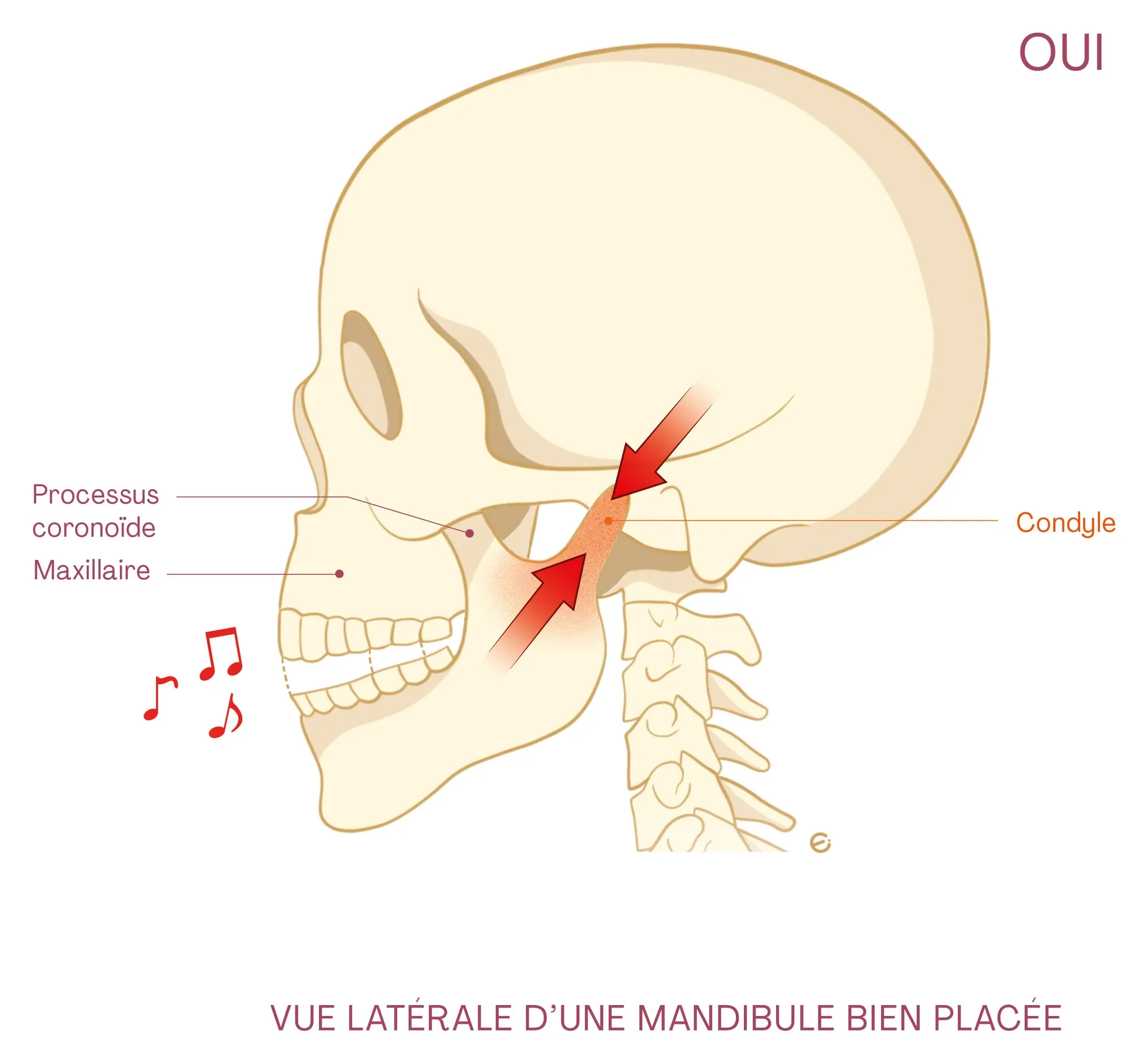 Planche anatomique : un crâne de profil, la mandibule bien placée, annotée « oui »