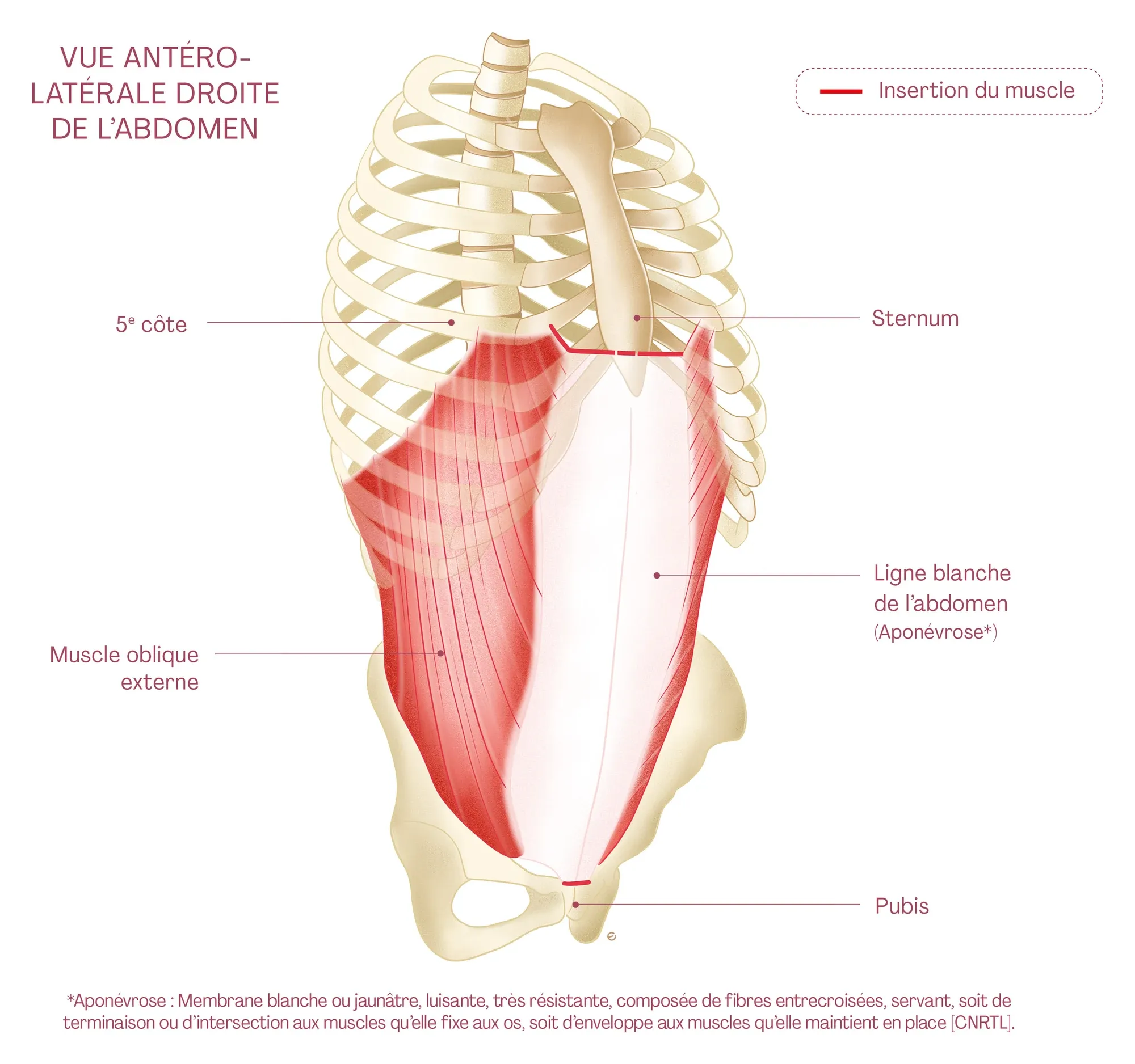 Planche anatomique : le muscle oblique externe de l’abdomen en rouge, vue antéro-latérale droite