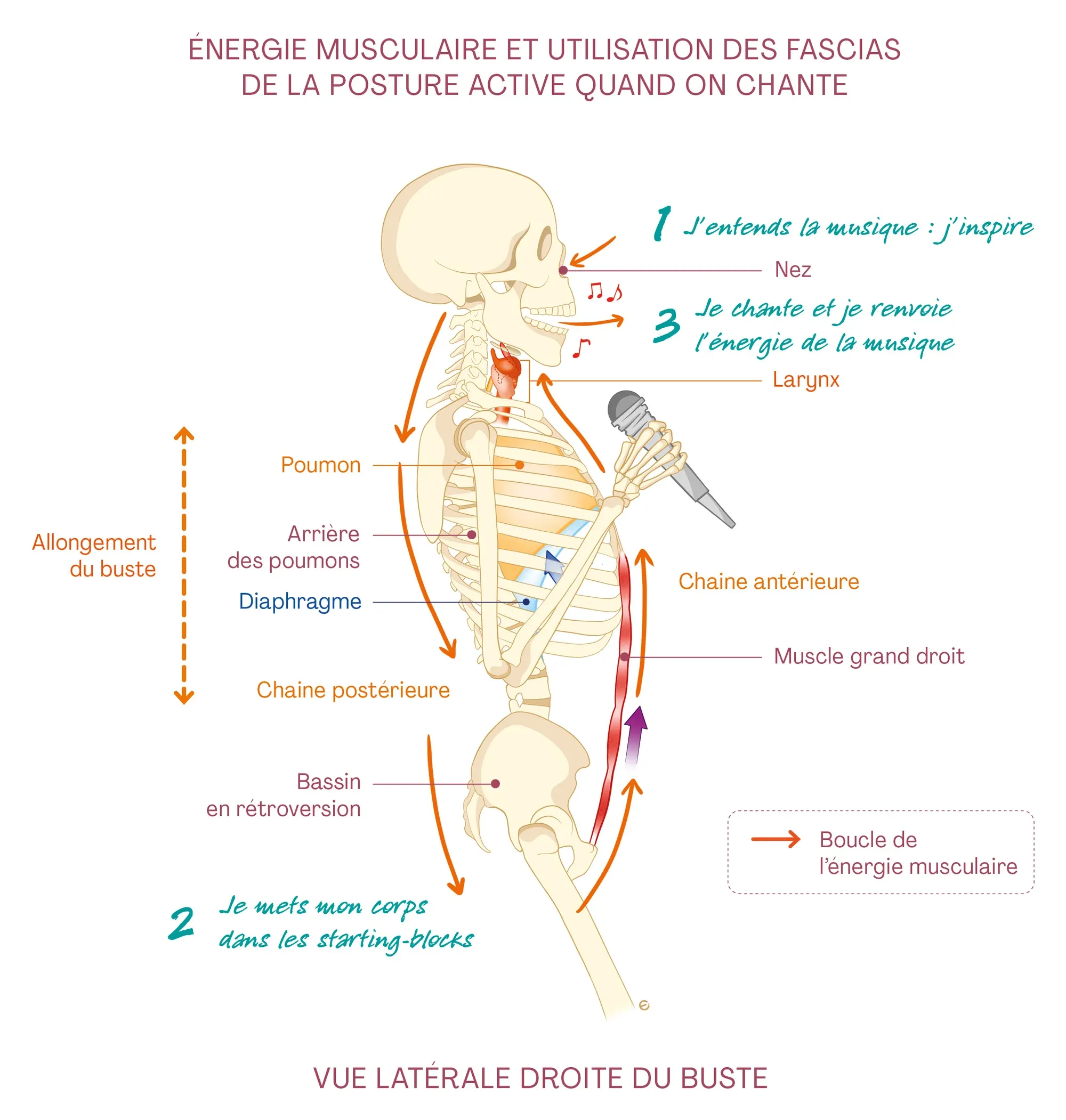 Planche anatomique : un squelette de profil chante au micro ; des flèches montrent l’énergie musculaire, et trois notes manuscrites disent : j’entends la musique, j’inspire ; je mets mon corps dans les starting-blocks ; je chante