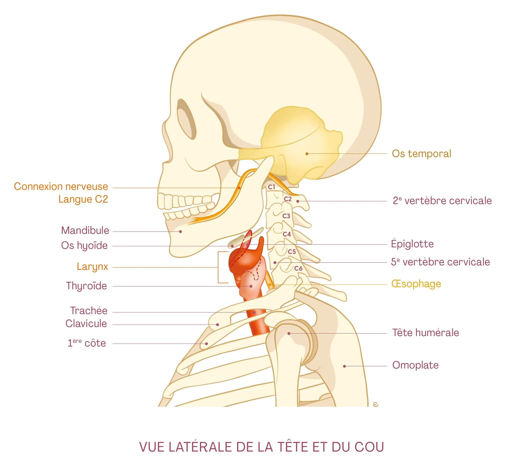 Planche anatomique : la tête et le cou de profil, avec la connexion nerveuse entre la langue et la deuxième vertèbre cervicale, l’os hyoïde, le larynx et la thyroïde