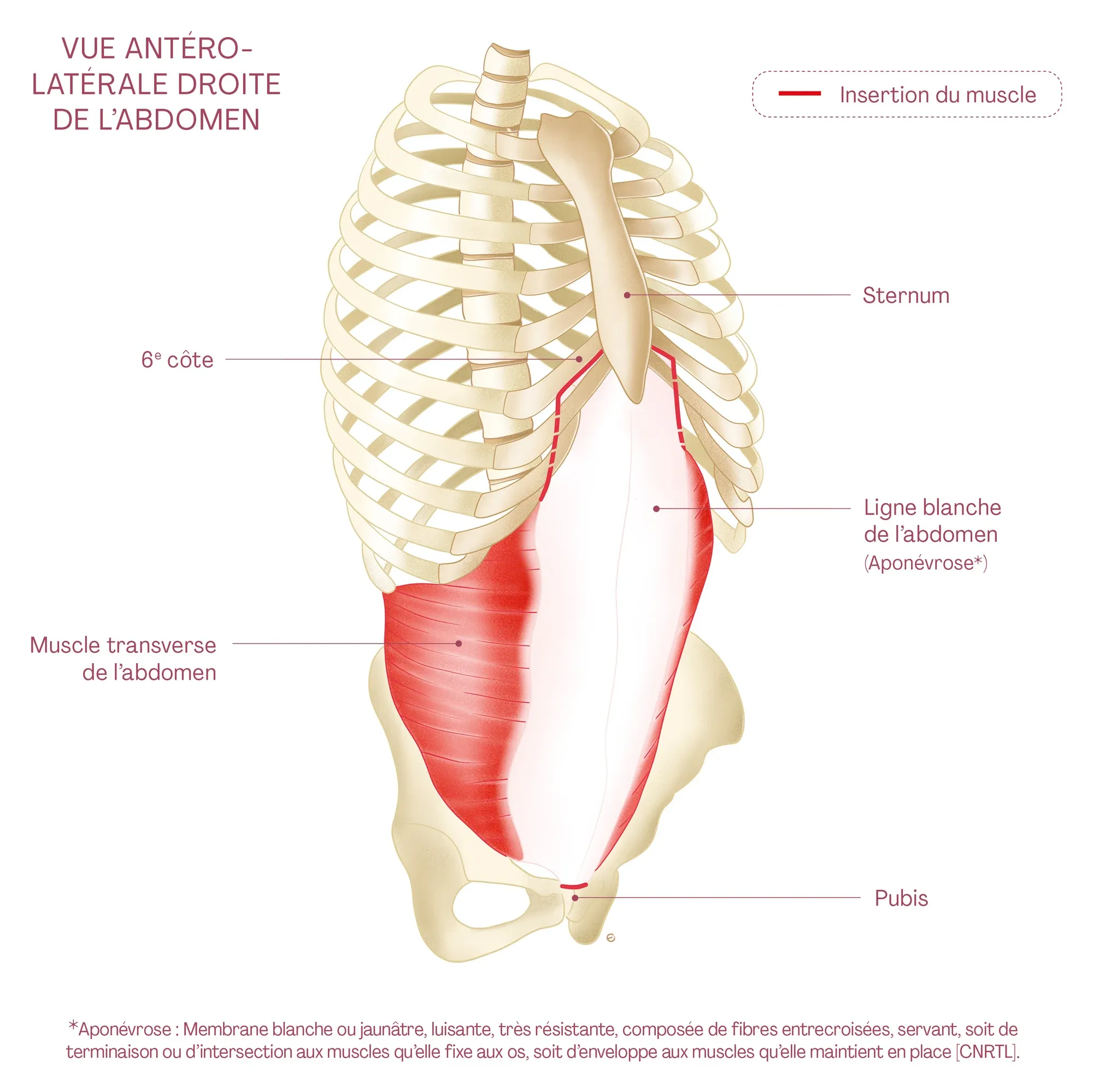 Planche anatomique : le muscle transverse de l’abdomen en rouge, vue antéro-latérale droite
