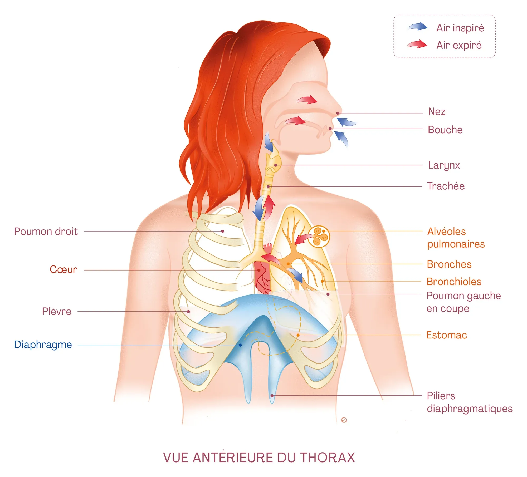 Planche anatomique : une chanteuse vue de face, le trajet de l’air du nez et de la bouche jusqu’aux poumons, au-dessus du diaphragme